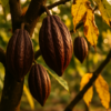 Cocoa Shortage Is Driving Chocolate Prices to Historic Highs